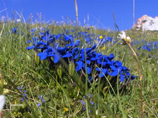 Gentiana verna / Genziana primaticcia